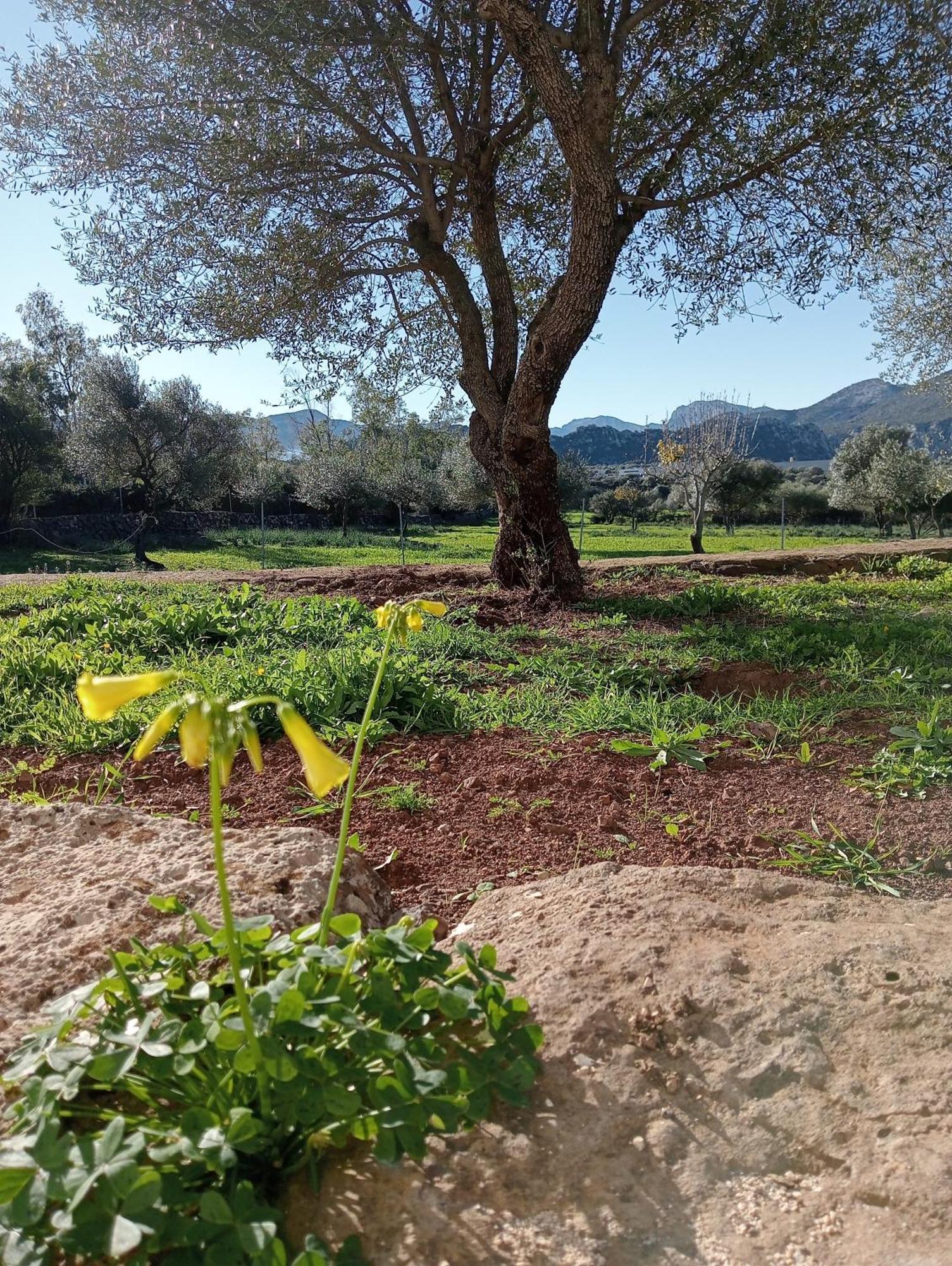 Agriturismo Sa Murta Dorgali Extérieur photo